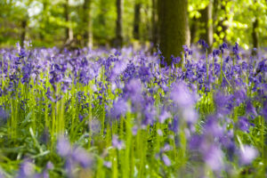 Garden background